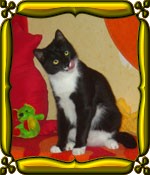 katzehp1